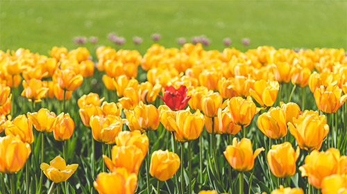 ����ֲ��a�I�о����\�I